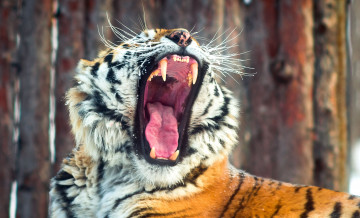 Картинка животные тигры пасть тигр