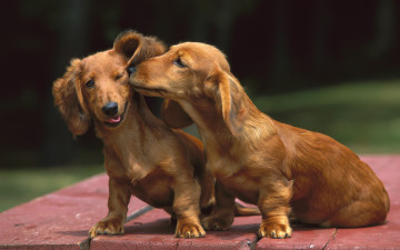 Картинка животные собаки собачки доски