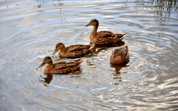 Картинка животные утки утка озеро вода пруд
