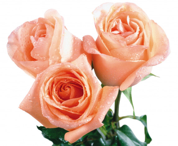 Обои картинки фото цветы, розы, кремовый, капли, вода