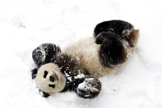 Обои картинки фото животные, панды, забавный, снег