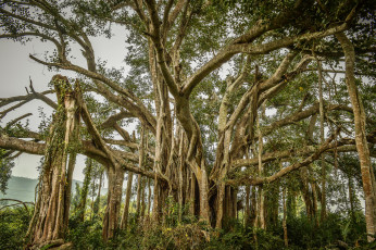 Картинка природа деревья мангры