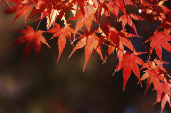 Картинка природа листья красные дерево осень takaten