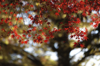 Картинка природа листья takaten красные осень дерево