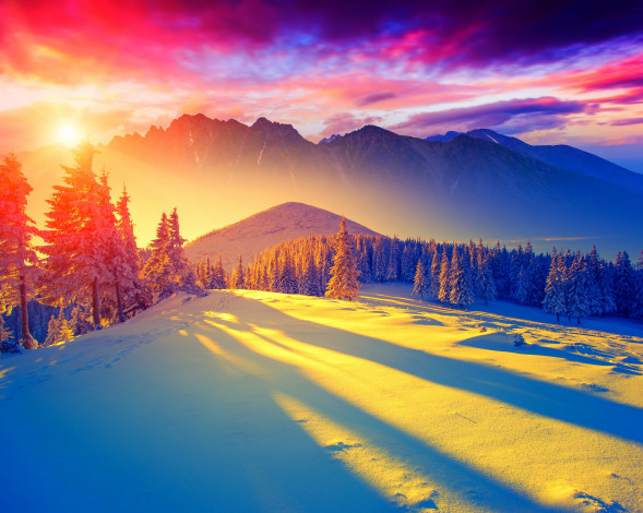 Обои картинки фото природа, зима, небо, ели, закат, снег