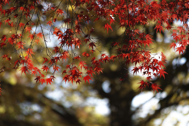 Обои картинки фото природа, листья, takaten, красные, осень, дерево