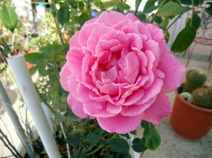 Картинка цветы розы макро розовый