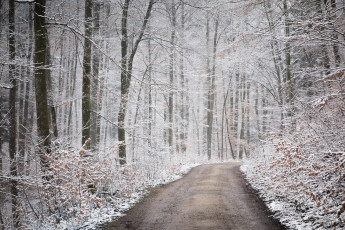 Картинка природа дороги снег осень дорога лес