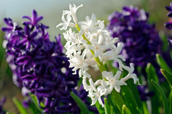 обоя цветы, гиацинты, макро, гиацинт, белый, фиолетовый