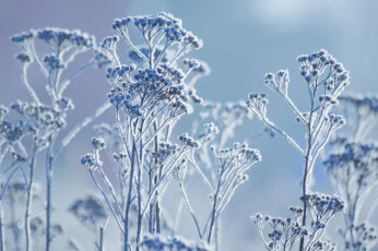 Картинка природа макро иней зима растение