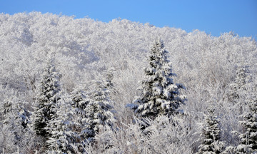 Картинка природа лес ель снег зима склон небо