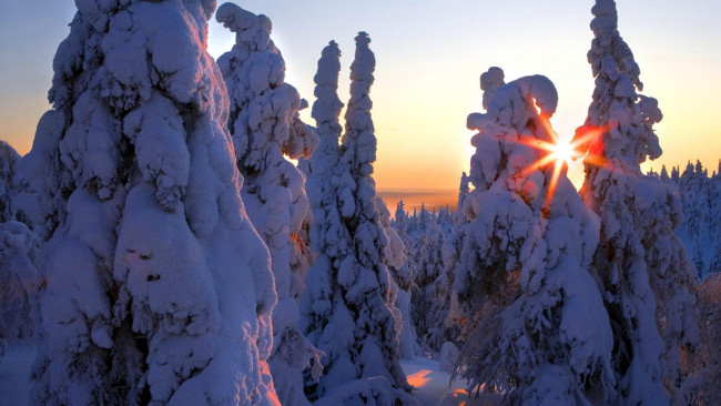Обои картинки фото природа, зима, закат, снег, деревья