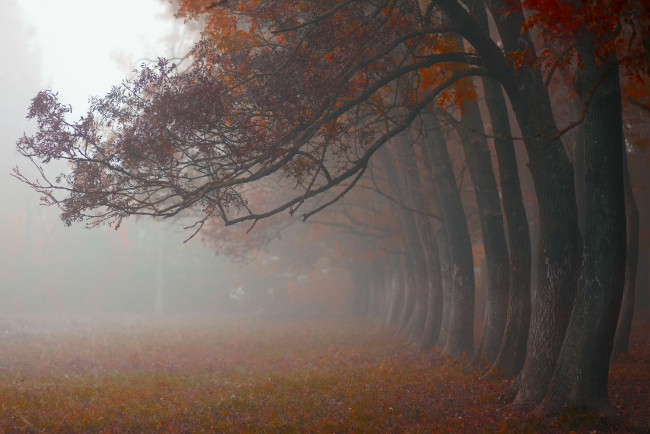 Обои картинки фото природа, деревья, утро, октябрь, туман, осень