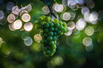 Картинка природа Ягоды +виноград ягоды