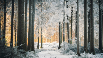 обоя природа, лес, снег, зима, деревья