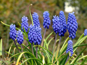 Картинка цветы мускари синие