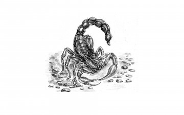 Картинка рисованное животные +насекомые скорпион