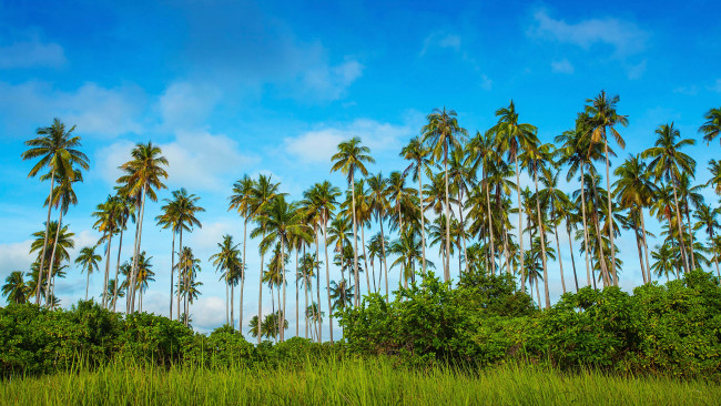 Обои картинки фото природа, тропики, зелень, небо, трава, синева, пальмы, контраст, кусты