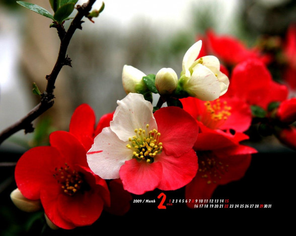 Обои картинки фото цветы, цветущие, деревья, кустарники