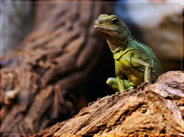 Обои картинки фото iguana, животные, Ящерицы, игуаны, вараны