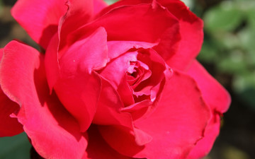 Картинка цветы розы макро красный