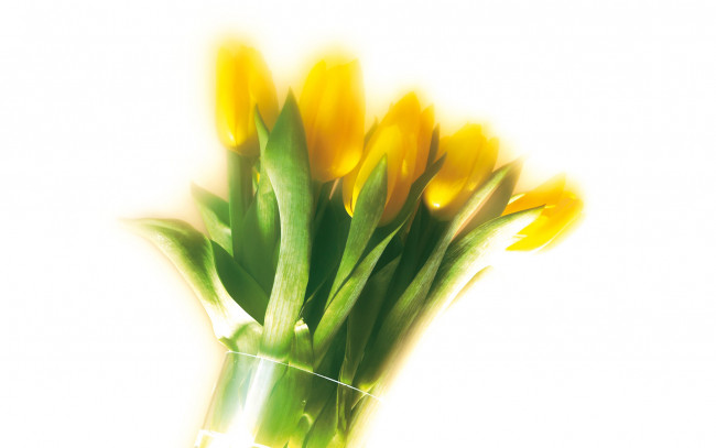 Обои картинки фото цветы, тюльпаны, желтый, солнечный