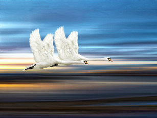 Картинка рисованные животные +птицы полет лебеди