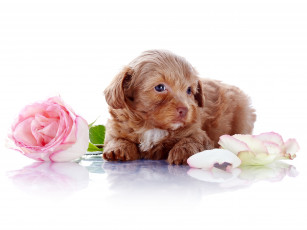 Картинка животные собаки лепестки собака роза цветы