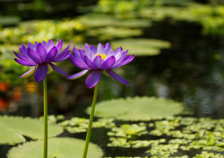 Картинка цветы лилии+водяные +нимфеи +кувшинки пруд лепестки фиолетовый