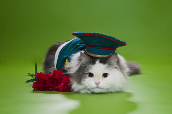 Картинка животные коты цветы гвоздики фуражка пушистый кот