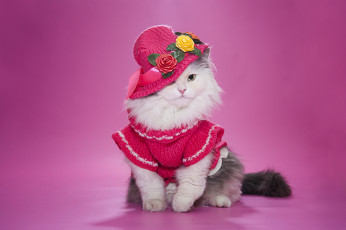 Картинка животные коты шляпка пушистая кошка