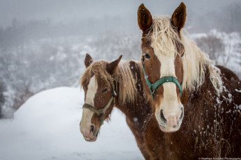 Картинка животные лошади кони морда пара челка грива зима снег