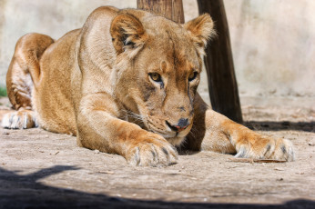 Картинка животные львы взгляд кошка львица