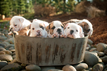 Картинка животные собаки камни щенки таз