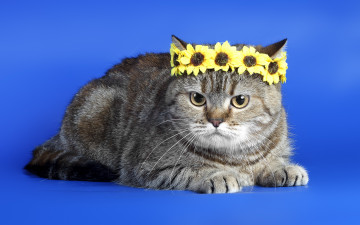 Картинка животные коты венок кошка фон