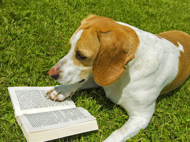 Обои картинки фото животные, собаки, книга, трава, чтение, собака