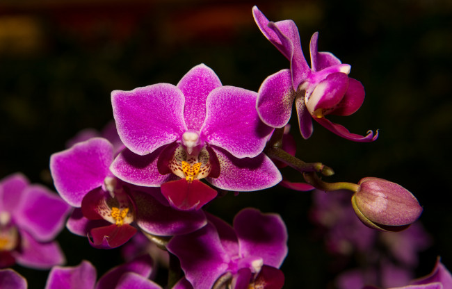 Обои картинки фото цветы, орхидеи, орхидея, фиолетовая