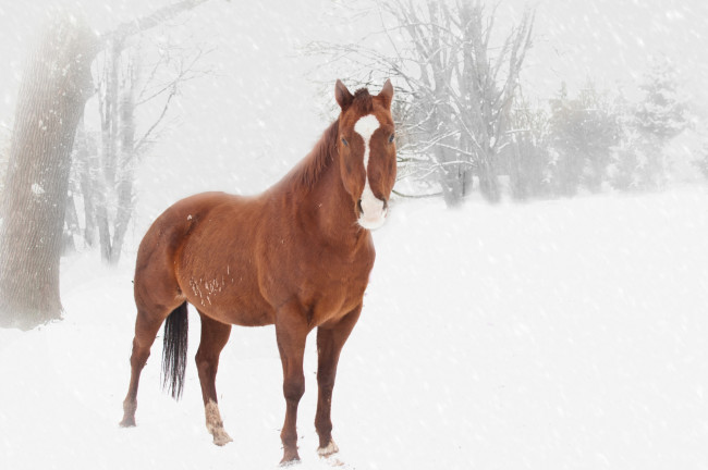 Обои картинки фото животные, лошади, лошадь, снег, зима