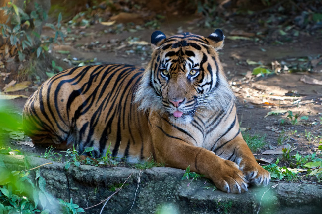 Обои картинки фото животные, тигры, суматранский, тигр, язык, кошка