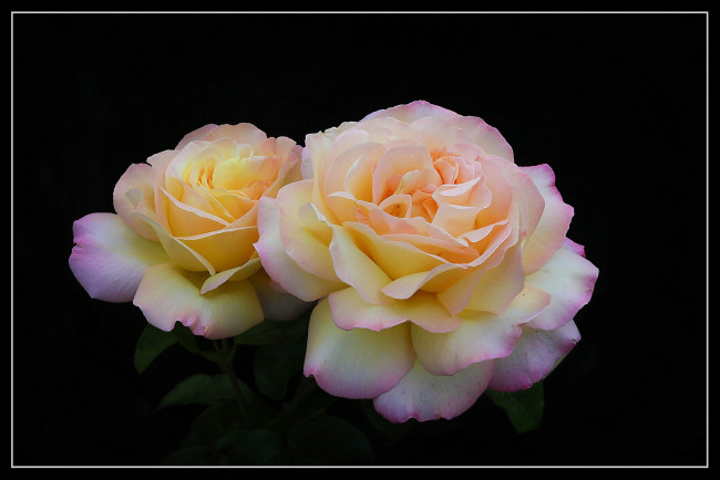 Обои картинки фото цветы, розы, бутоны