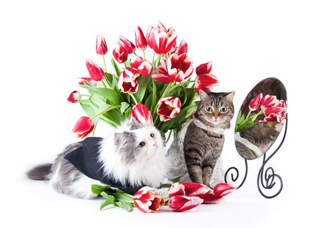 Обои картинки фото животные, коты, зеркало, тюльпаны, цветы, кошка, кот