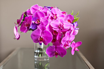 Картинка цветы орхидеи букет розовый