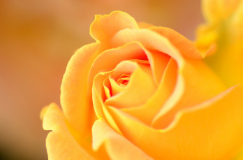Картинка цветы розы роза макро оранжевая