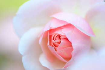 Картинка цветы розы роза нежность макро цветок лепестки розовая