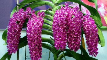 Картинка цветы орхидеи гроздья