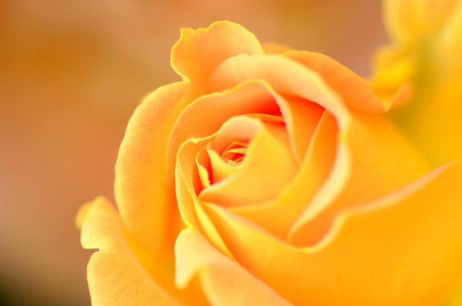 Обои картинки фото цветы, розы, роза, макро, оранжевая