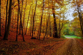 Картинка природа лес осень деревья дорога пейзаж