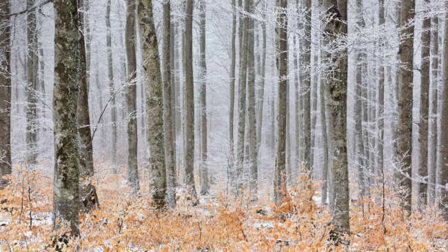 Обои картинки фото природа, лес, зима