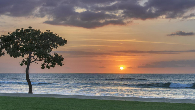 Обои картинки фото природа, восходы, закаты, закат, море, волны, пляж, дерево