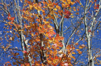 Картинка природа деревья осень ветки листья дерево небо
